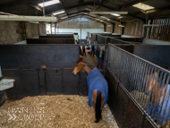 AH190423-44 - Anthony Honeyball Stable Visit